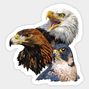 American Pigargo, Golden Eagle and Peregrine Falcon Sticker